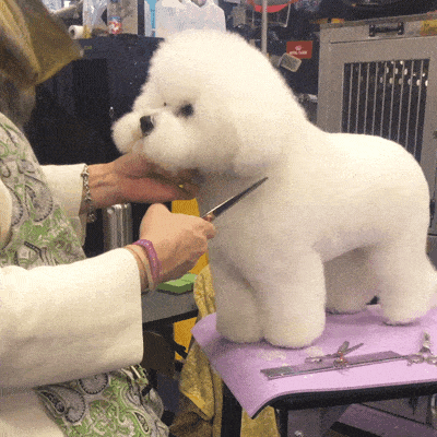 fluffy dog getting groomed